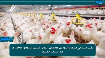 تغير جديد في أسعار الدواجن والبيض اليوم الإثنين 21 يوليو 2025.. ما هو السعر الجديد؟
